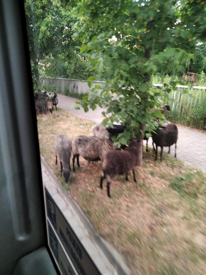 Owce blokujące przejazd autobusu na Maślicach