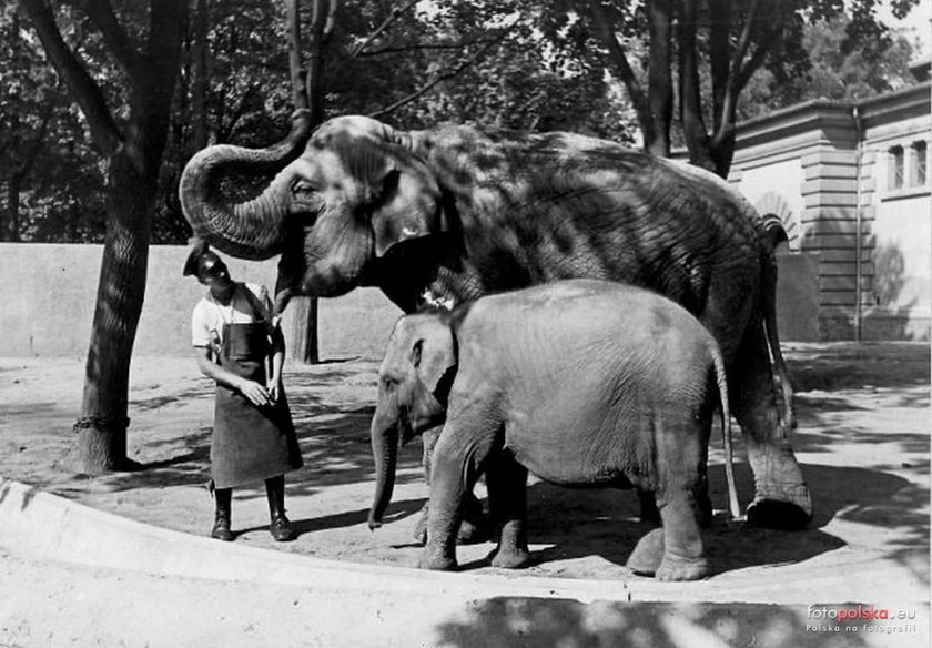 Jakie zwierzęta żyły we wrocławskim ZOO przed II wojną światową? Zobaczcie zdjęcia w naszej galerii