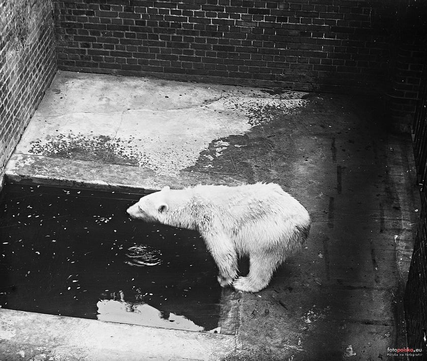 Jakie zwierzęta żyły we wrocławskim ZOO przed II wojną światową? Zobaczcie zdjęcia w naszej galerii