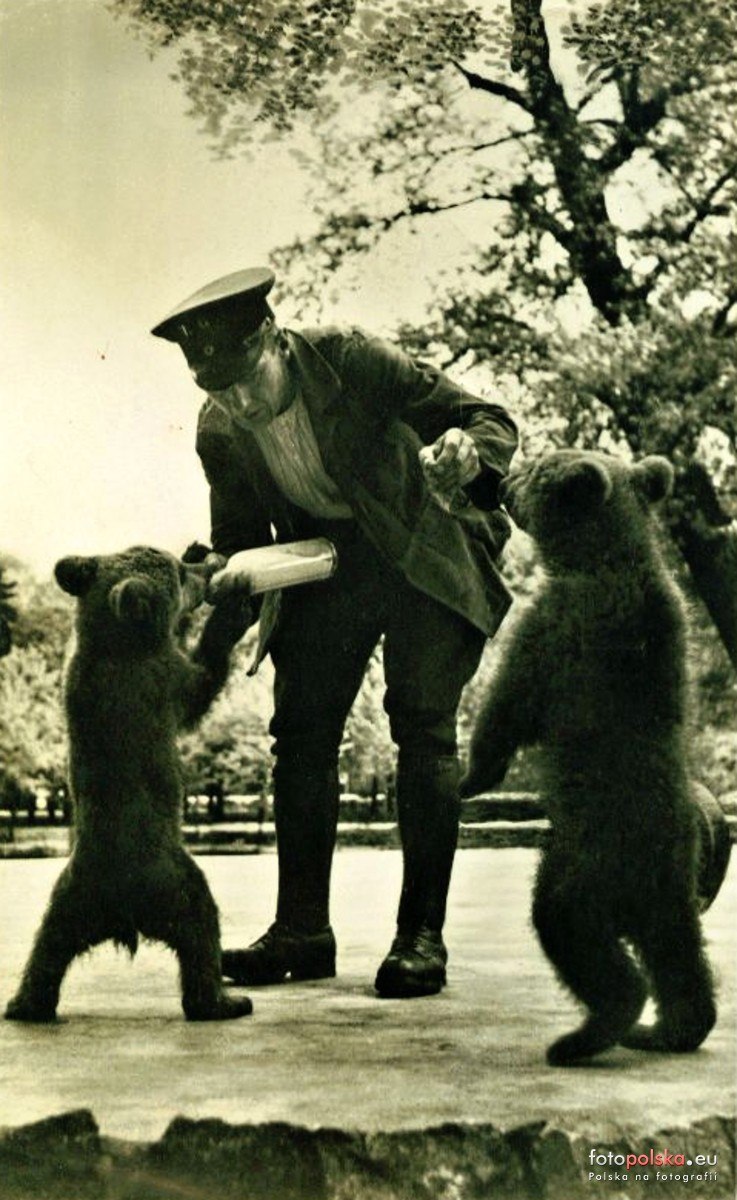 Jakie zwierzęta żyły we wrocławskim ZOO przed II wojną światową? Zobaczcie zdjęcia w naszej galerii