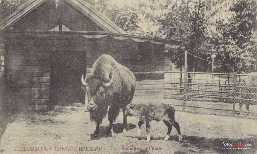 Jakie zwierzęta żyły we wrocławskim ZOO przed II wojną światową? Zobaczcie zdjęcia w naszej galerii
