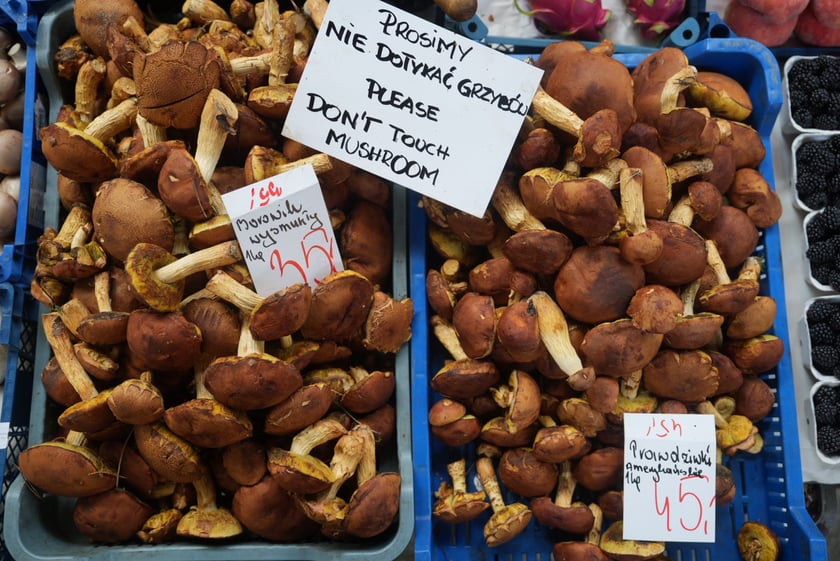 Ceny grzybów we Wrocławiu, sierpień 2024 r.