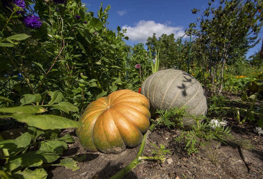 Własny ogródek działkowy to świetne miejsce do wypoczynku oraz uprawy warzyw i owoców