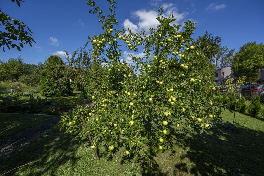 Własny ogródek działkowy to świetne miejsce do wypoczynku oraz uprawy warzyw i owoców
