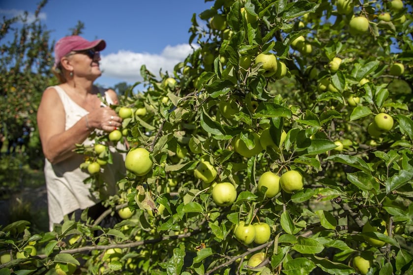 Własny ogródek działkowy to świetne miejsce do wypoczynku oraz uprawy warzyw i owoców