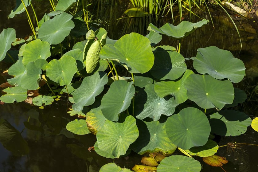 W Ogrodzie Botanicznym we Wrocławiu rośnie lotos