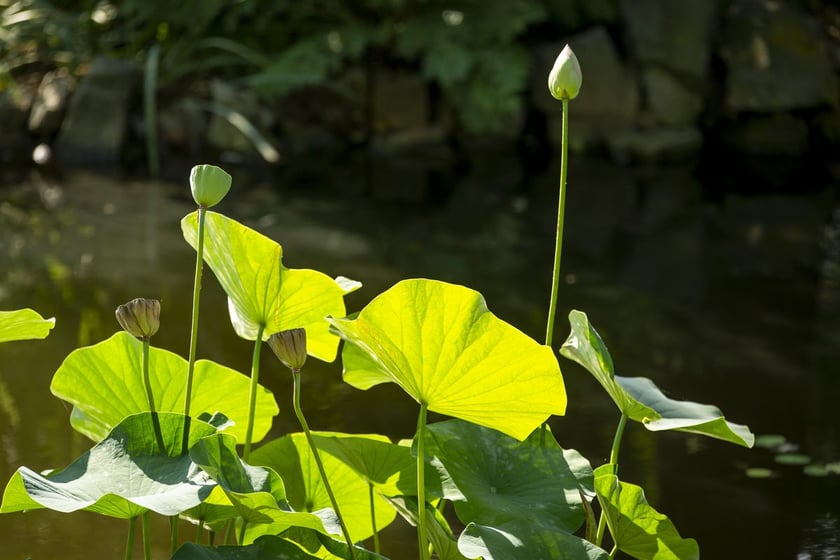 W Ogrodzie Botanicznym we Wrocławiu rośnie wyjątkowo piękny lotos