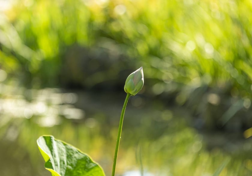 W Ogrodzie Botanicznym we Wrocławiu rośnie mnóstwo ciekawych roślin