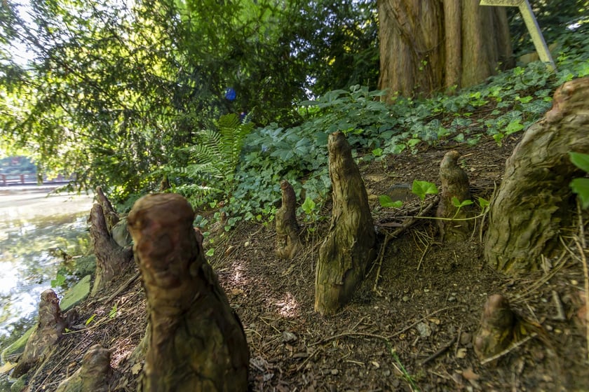 W Ogrodzie Botanicznym we Wrocławiu rośnie mnóstwo ciekawych roślin