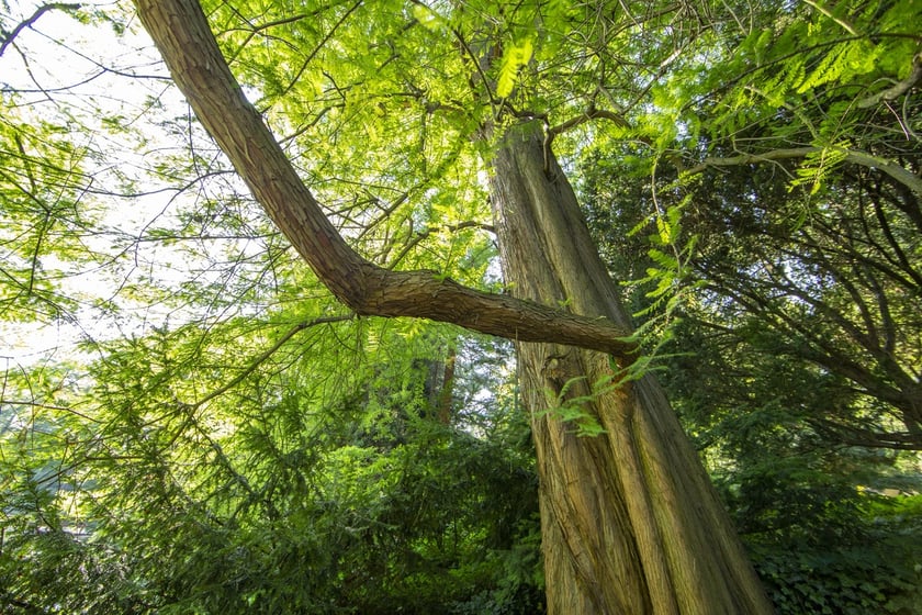 W Ogrodzie Botanicznym we Wrocławiu rośnie mnóstwo ciekawych roślin