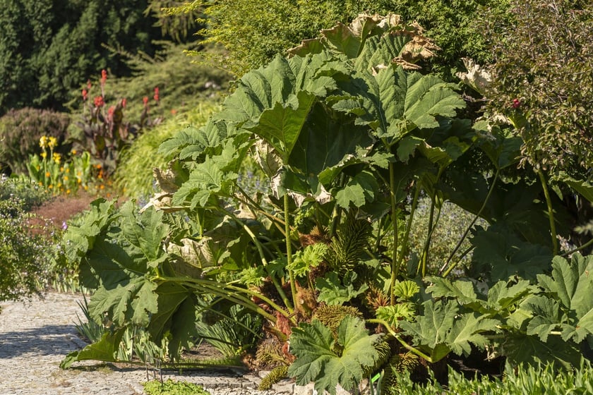 W Ogrodzie Botanicznym we Wrocławiu rośnie mnóstwo ciekawych roślin