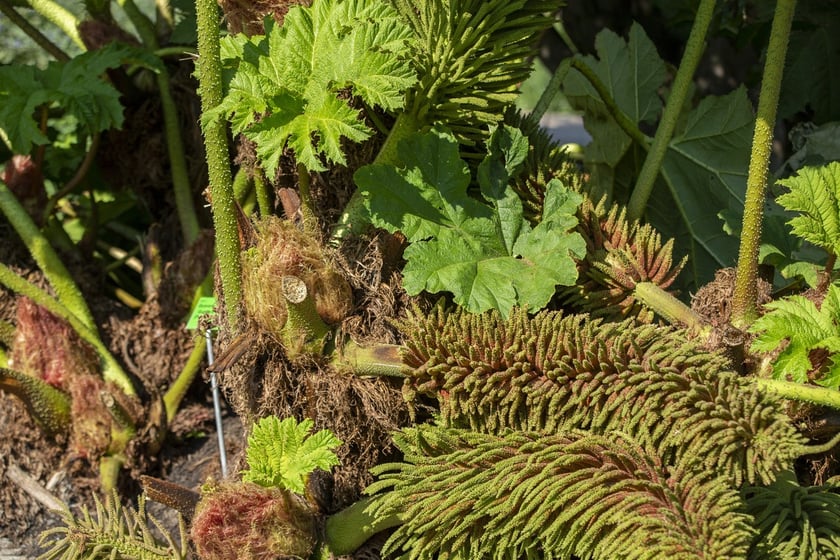 W Ogrodzie Botanicznym we Wrocławiu rośnie mnóstwo ciekawych roślin