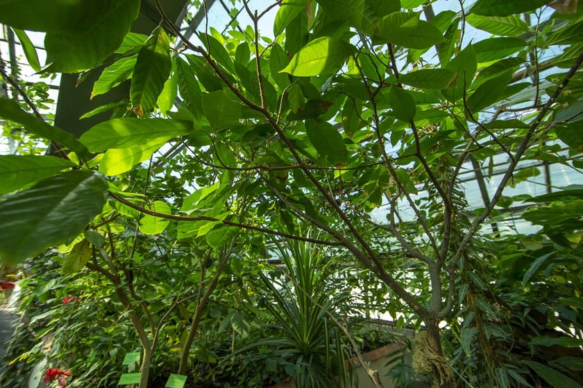 W Ogrodzie Botanicznym we Wrocławiu rośnie mnóstwo ciekawych roślin
