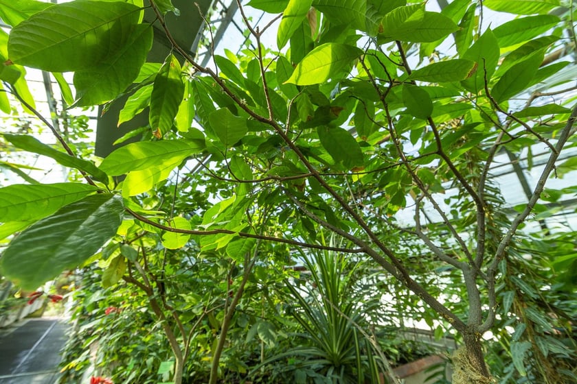 W Ogrodzie Botanicznym we Wrocławiu rośnie mnóstwo ciekawych roślin