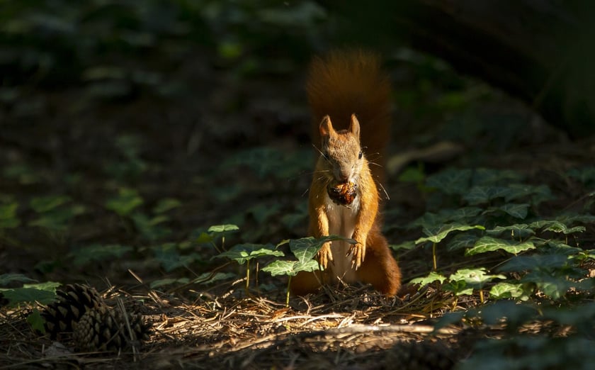 W Ogrodzie Botanicznym we Wrocławiu rośnie mnóstwo ciekawych roślin... spotkamy też urocze wiewiórki