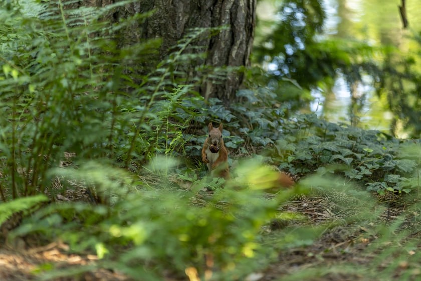 W Ogrodzie Botanicznym we Wrocławiu rośnie mnóstwo ciekawych roślin