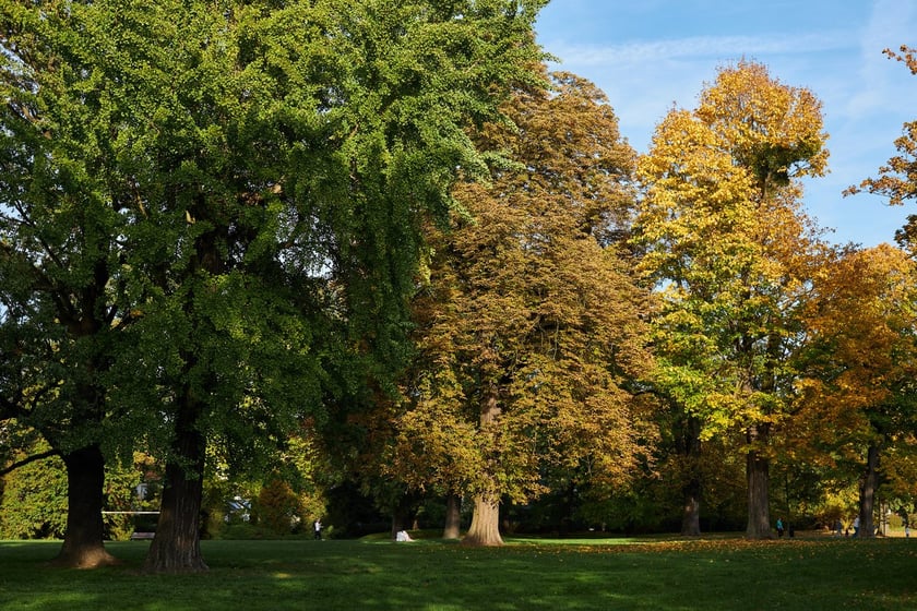 Park Kleciński we Wrocławiu