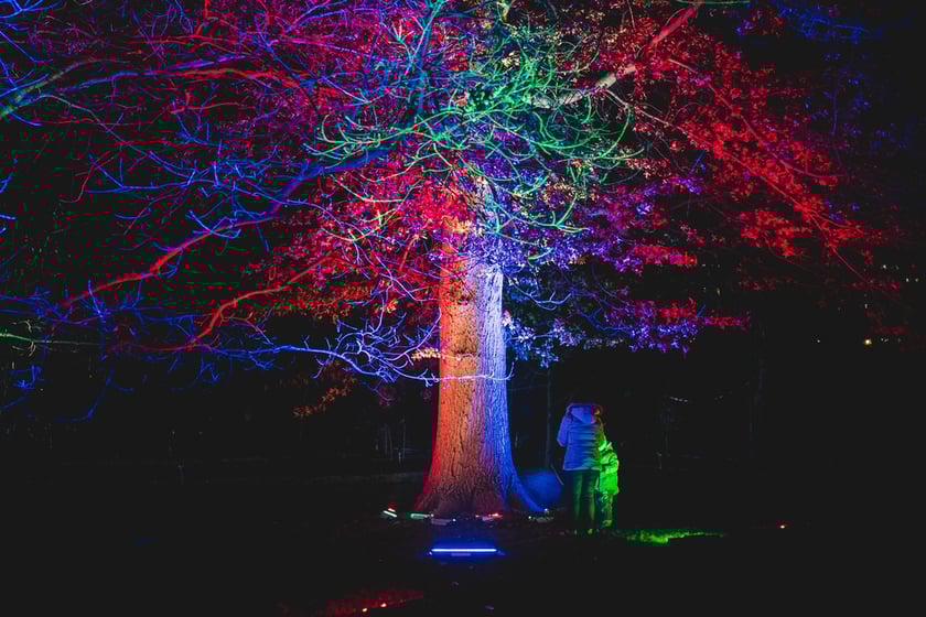 Na zdjęciu iluminacja Ogrodu Botanicznego we Wrocławiu w poprzednich latach