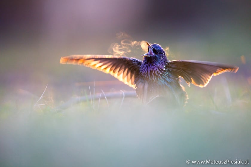 Zdjęcia dzikiej przyrody