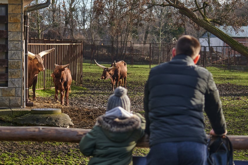 ZOO Wrocław ? w środy na niższe ceny mogą liczyć studenci, za bilet wstępu do ogrodu zapłacą 50 zł. Z kolei w czwartki zniżki czekają na emerytów, rencistów i osoby niepełnosprawne ? 40 zł (osoby, które posiadają Wrocławską Kartę Seniora zapłacą jedynie 15 zł). Adres: Wróblewskiego 1-5.