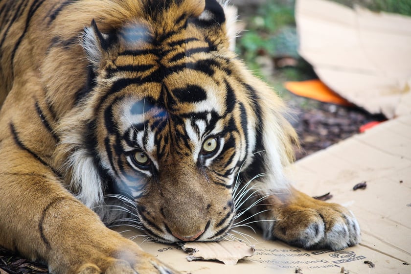 Na zdjeciu: Tygrys Tengah z wrocławskiego zoo, kt&oacute;ry obchodzi 14 lat&nbsp;
