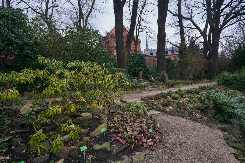 Widoki z Ogrodu Botanicznego, rośliny powoli budzą się na wiosnę