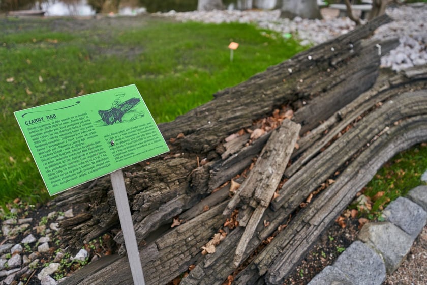 Widoki z Ogrodu Botanicznego, rośliny powoli budzą się na wiosnę