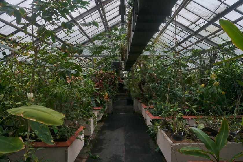 Widoki z Ogrodu Botanicznego, rośliny powoli budzą się na wiosnę