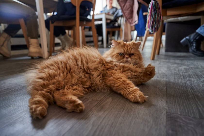Kot Cafe . Kocia kawiarnia we Wrocławiu