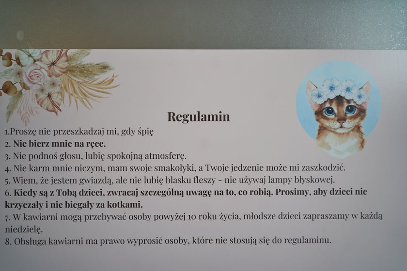 Kot Cafe . Kocia kawiarnia we Wrocławiu