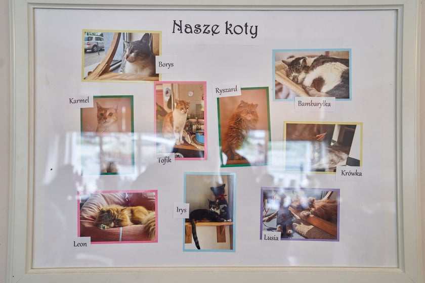 Kot Cafe . Kocia kawiarnia we Wrocławiu