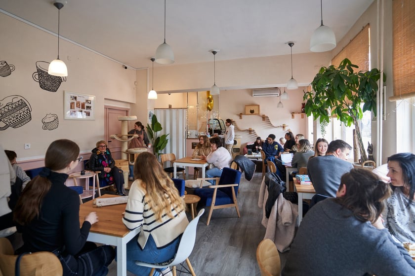 Kot Cafe . Kocia kawiarnia we Wrocławiu