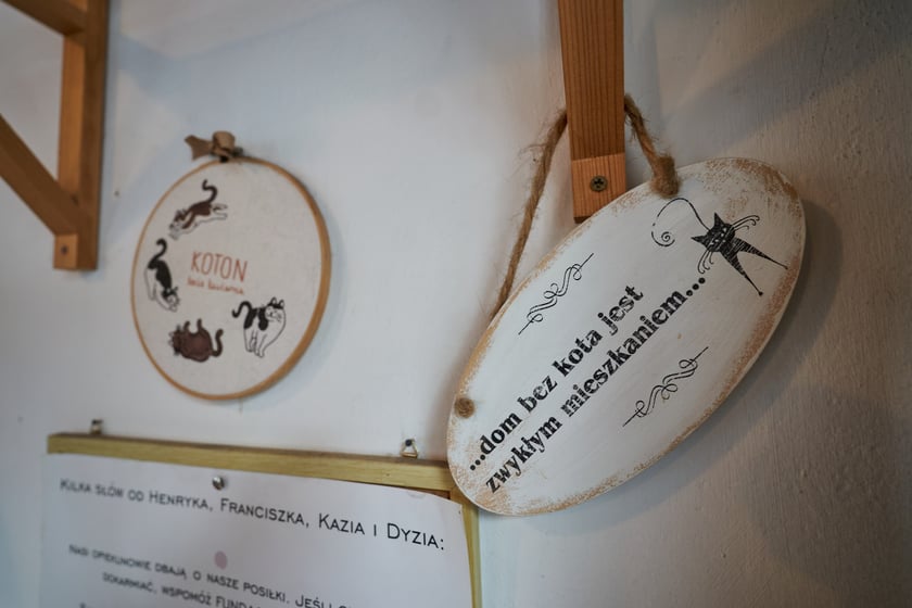 KOTON. Kocia kawiarnia we Wrocławiu