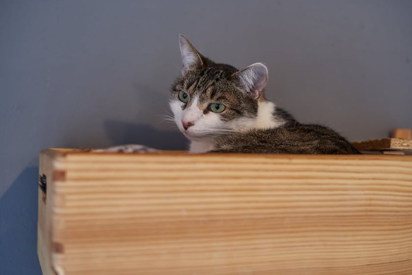 KOTON. Kocia kawiarnia we Wrocławiu