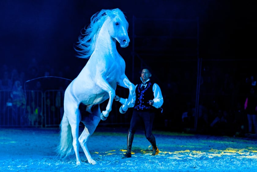 Zdjęcia Wiktora Rzeżuchowskiego, fotografa i  instruktora jazdy konnej
