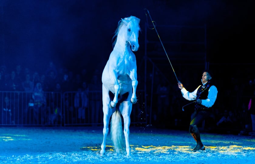 Zdjęcia Wiktora Rzeżuchowskiego, fotografa i  instruktora jazdy konnej