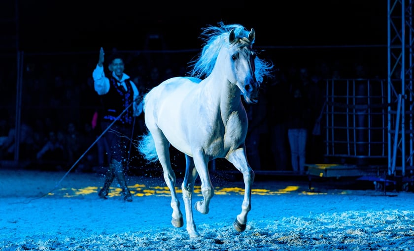 Zdjęcia Wiktora Rzeżuchowskiego, fotografa i  instruktora jazdy konnej