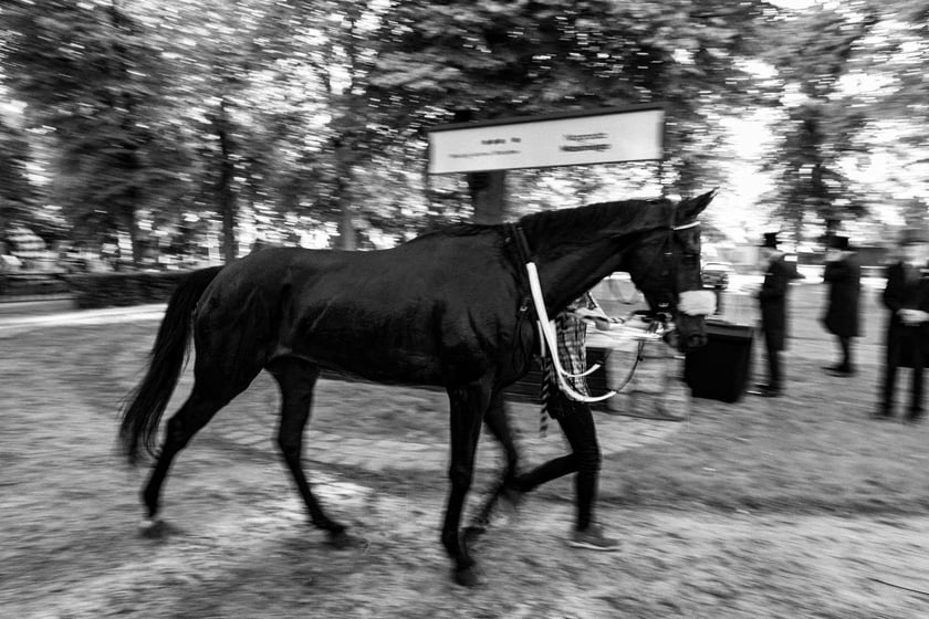 Zdjęcia Wiktora Rzeżuchowskiego, fotografa i  instruktora jazdy konnej