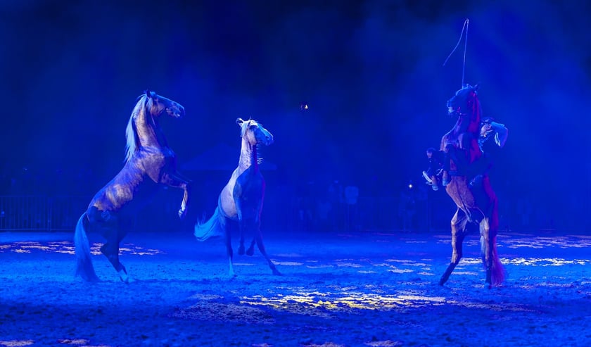 Zdjęcia Wiktora Rzeżuchowskiego, fotografa i  instruktora jazdy konnej