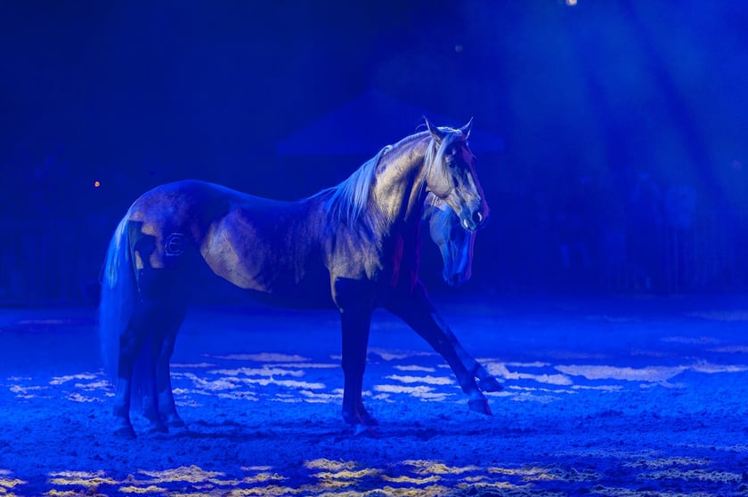 Zdjęcia Wiktora Rzeżuchowskiego, fotografa i  instruktora jazdy konnej