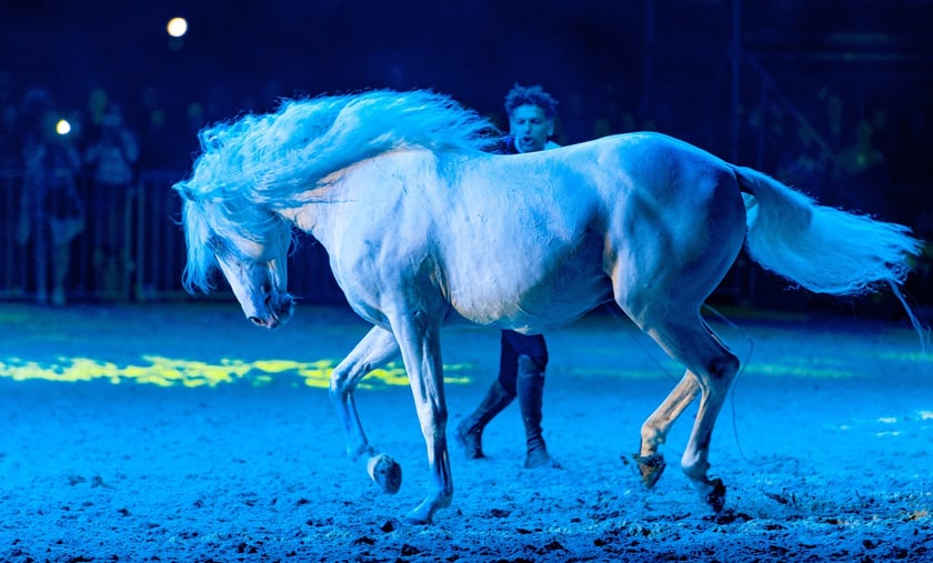 Zdjęcia Wiktora Rzeżuchowskiego, fotografa i  instruktora jazdy konnej