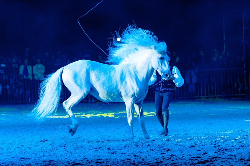 Zdjęcia Wiktora Rzeżuchowskiego, fotografa i  instruktora jazdy konnej