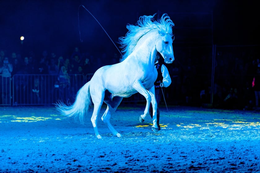 Zdjęcia Wiktora Rzeżuchowskiego, fotografa i  instruktora jazdy konnej