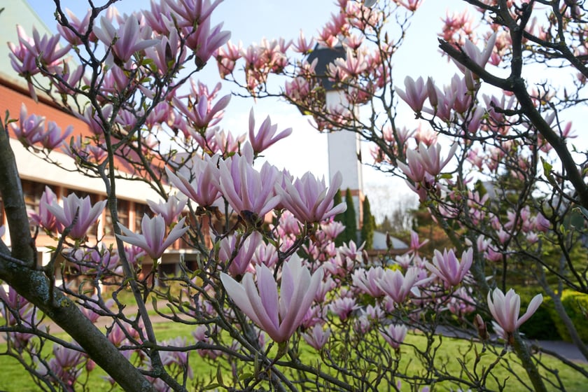 Magnolia przy Młodych Techników
