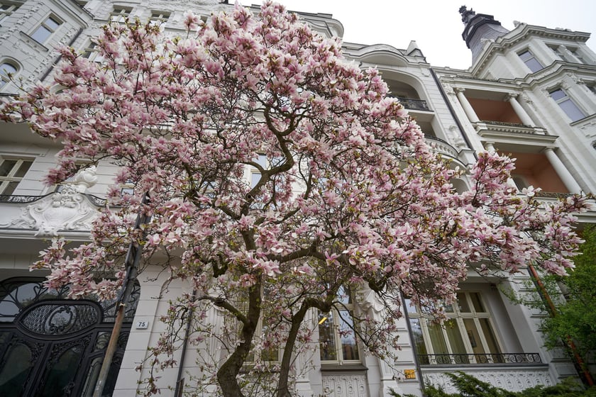 Magnolia przy Podwalu