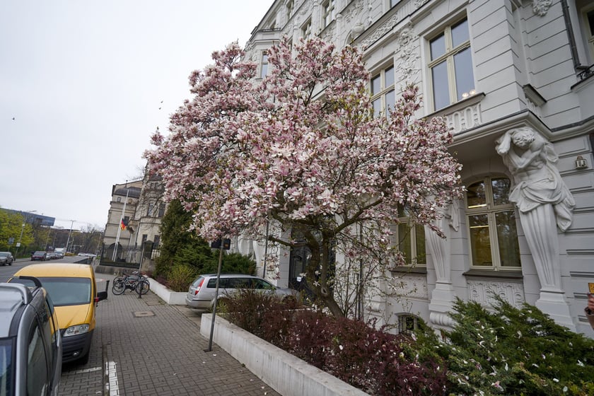 Magnolia przy Podwalu