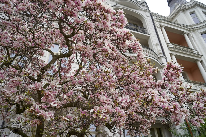 Magnolia przy Podwalu