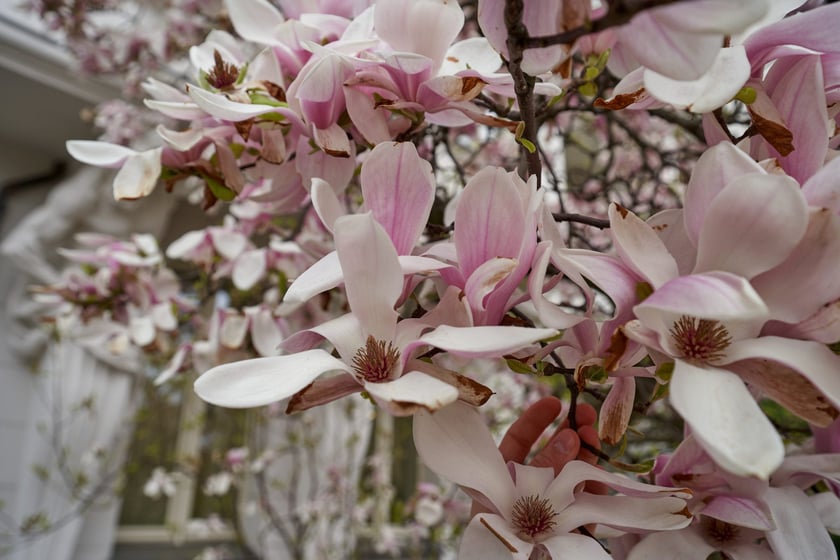Magnolia przy Podwalu