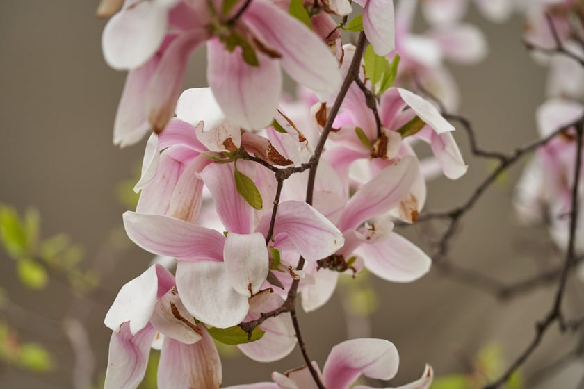Magnolia przy Podwalu