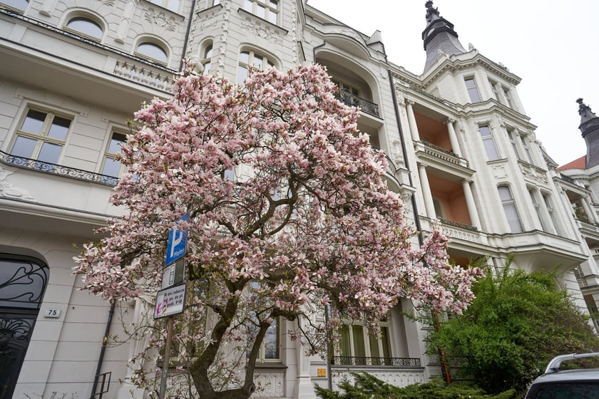 Magnolia przy Podwalu